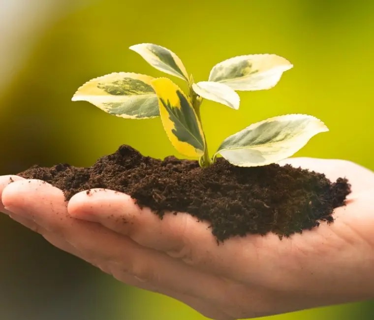 Muda em uma mão, símbolo do compromisso sustentável